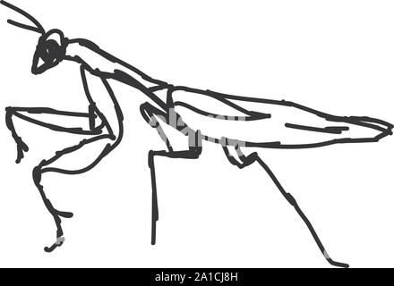 Mantis drawing, illustration, vector on white background. Stock Vector