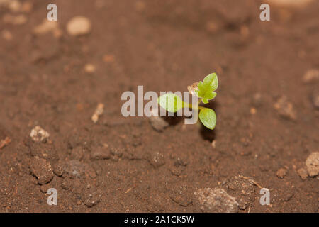 Dicotyledonous mint with sprouts of the first mint leaves planted in a pot in a home garden in Mexico City Stock Photo