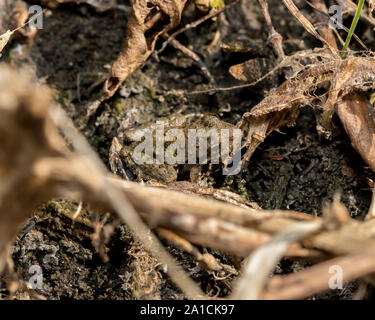 Blanchard's cricket frog, tree frog species, in its natural environment of vegetation on the shore line of a pond.