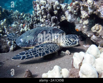 Hawaiian green sea turtle rests on coral reef underwater close up. Stock Photo
