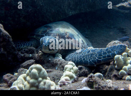 Close up Hawaiian green sea turtle resting on ocean floor. Stock Photo