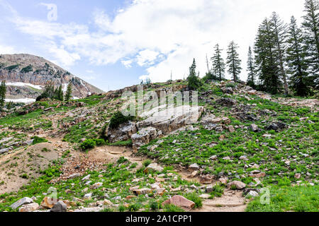 Albion Basin, Utah green summer with rocky meadow view in Wasatch mountains to Cecret Lake and wildflowers Stock Photo