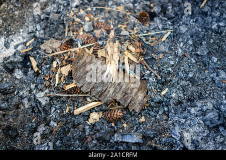 Closeup of wood twigs, bark and straw at campground campfire grill in outdoor park as fire starter Stock Photo