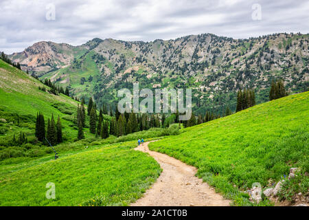 Alta, USA - July 26, 2019: Albion Basin, Utah 2019 famous meadows trail in wildflowers season in Wasatch mountains with road and senior couple walking Stock Photo