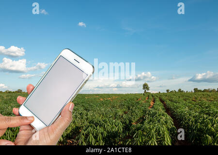 Agriculture technology concept,  Smart farming using phone Internet of things report. Stock Photo