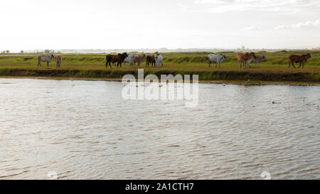 Many cows are eating grass in wetlands. Stock Photo