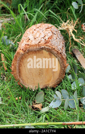 Freshly cut Eucalyptus gunni or known as Cider Gum Eucalyptus tree Stock Photo