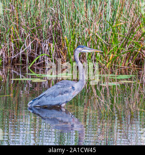 Great Blue Heron (Ardea herodias) and its reflection in Anhinga trail area.Everglades National Park.Florida.USA Stock Photo