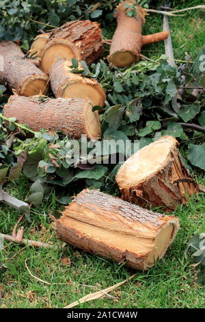 Freshly cut Eucalyptus gunni or known as Cider Gum Eucalyptus tree Stock Photo