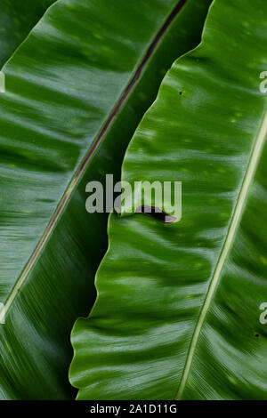 Bird's nest fern leaves close up texture Stock Photo
