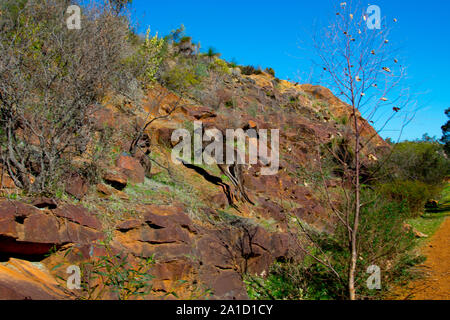 Western Grey Kangaroo in the Wild Stock Photo