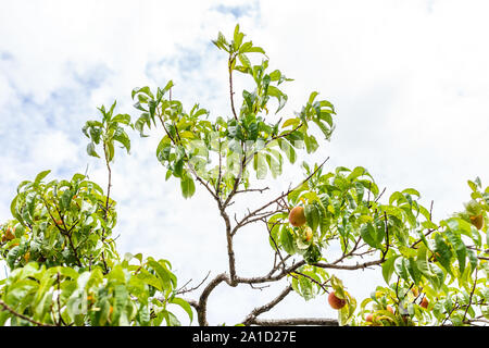 Low angle view of ripe hanging peaches fruit on tree in orchard in summer in Capitol Reef National Monument in Utah isolated against sky looking up Stock Photo