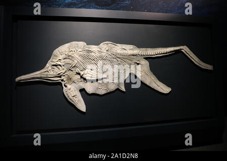 Sydney, Australia. 26th September 2019. Sea Monsters: Prehistoric Ocean Predators opens to the public on Thursday 26 September and brings together never-before-seen real fossils from millions of years ago, gigantic life-sized casts from real specimens, immersive multimedia and hands on interactives. Pictured: ichthyosaur. Credit: Richard Milnes/Alamy Credit: Richard Milnes/Alamy Live News Stock Photo