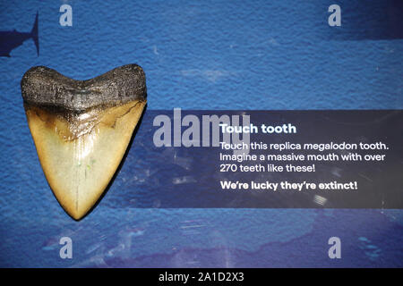 Sydney, Australia. 26th September 2019. Sea Monsters: Prehistoric Ocean Predators opens to the public on Thursday 26 September and brings together never-before-seen real fossils from millions of years ago, gigantic life-sized casts from real specimens, immersive multimedia and hands on interactives. Pictured: a replica megalodon tooth. Credit: Richard Milnes/Alamy Credit: Richard Milnes/Alamy Live News Stock Photo