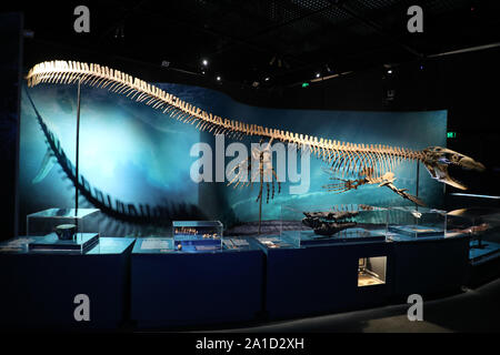 Sydney, Australia. 26th September 2019. Sea Monsters: Prehistoric Ocean Predators opens to the public on Thursday 26 September and brings together never-before-seen real fossils from millions of years ago, gigantic life-sized casts from real specimens, immersive multimedia and hands on interactives. Credit: Richard Milnes/Alamy Credit: Richard Milnes/Alamy Live News Stock Photo