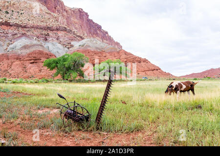 Farm field near Apricot orchard with horses grazing on grass meadow with canyon landscape in Fruita Capitol Reef National Monument in summer Stock Photo