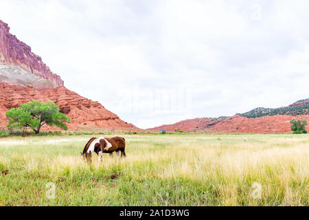 Farm field agriculture near Apricot orchard with horses grazing on grass meadow with canyon landscape in Fruita Capitol Reef National Monument in summ Stock Photo