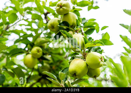 Many hanging unripe green apples fruit on tree in orchard in summer in Capitol Reef National Monument in Utah with foliage Stock Photo