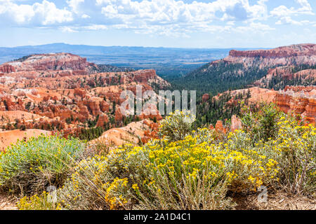 Landscape high angle view from Sunset Point Overlook cliff edge at Bryce Canyon National Park in Utah with yellow flowers in foreground during day Stock Photo