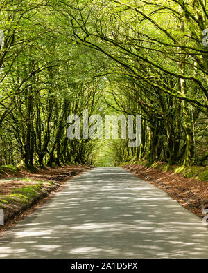 Tree lined road in Hartland, Devon, England Stock Photo
