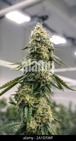 Big pot nug growing massive plant under lights at legal weed farm Stock  Photo - Alamy