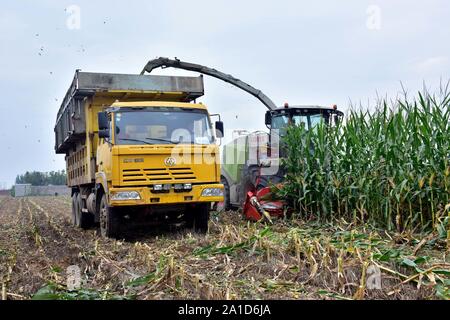 Hebei, Hebei, China. 26th Sep, 2019. Hebei, CHINA-Zhongyuan animal husbandry company uses a large silo harvester to harvest silo corn for farmers to raise cows in Mucun village, Xinle city, north China's Hebei province, Sept. 25, 2019.Xinle city in Hebei province in recent years, actively guide farmers to build environmentally friendly to circulating planting, take ''investment returning corn   dairy   cow dung'' investment corn production mode of development, for a ten thousand head of cattle farm and so on more than 10 yuan in livestock farms provide investment forage grass, to achieve Stock Photo