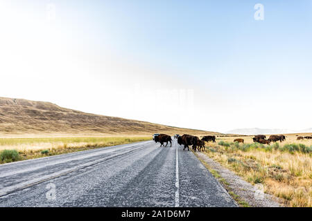 Wide angle view of bison herd crossing road in Antelope Island State Park in Utah in summer with paved street Stock Photo