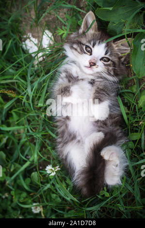 Top view of a cute awake kitten lying on the grass in the back. Nearby lies a white stone-like heart. Stock Photo