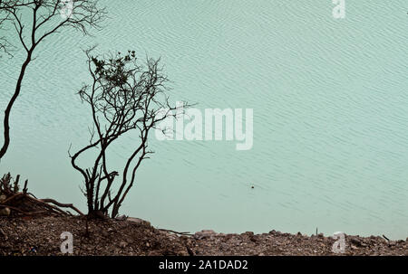 Tree silhouette at the edge of volcanic crater lake in Kawah Putih, Bandung Indonesia Stock Photo