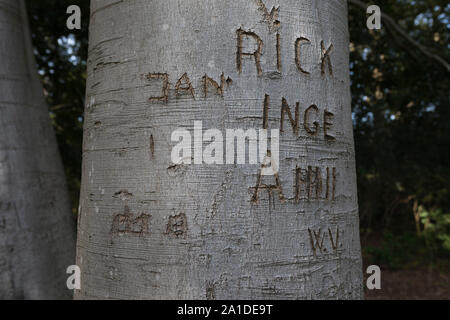 Beech tree bark showing carved letters, initials, names and years at the trunk Stock Photo