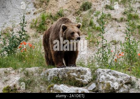 Brown bear (Ursus arctos) stands on rocks, captive, Upper Austria, Austria Stock Photo