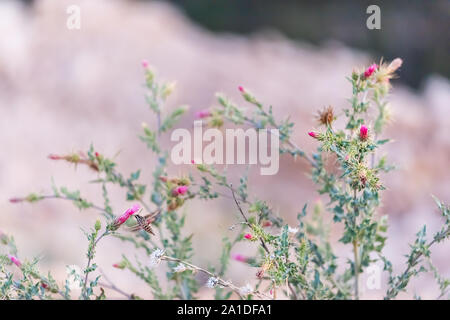 Shinx Hummingbird moth collecting nectar from pink thistle flowers and thorny plant at Paria view in Bryce Canyon National Park in Utah Stock Photo