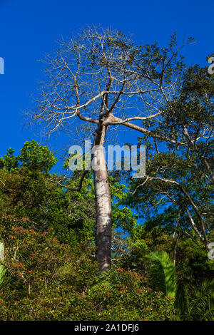 Large cuipo tree, Cavanillesia platanifolia, in the dry season in the rainforest of Soberania national park, Colon province, Republic of Panama. Stock Photo