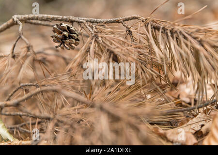 Single pine cone hangs on a dry brown branch with pine needles Stock Photo
