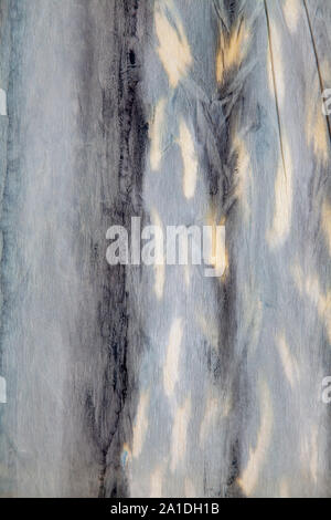 Painted Abstract Animal Skin Textures Stock Photo - Alamy