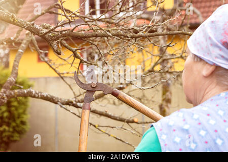 elderly woman pruning a tree with a branch shears in th own garden Stock Photo