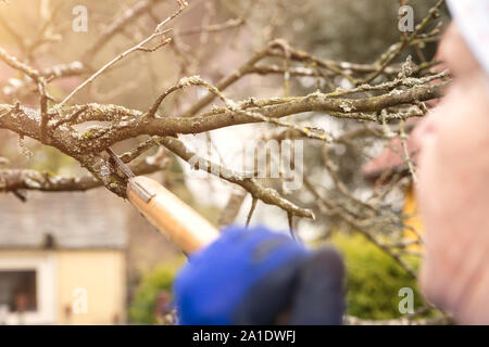 old woman is cutting the plum tree, pruning with a branch shears Stock Photo