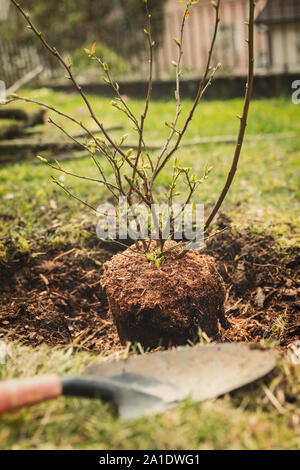 planting a Blueberry bush in the garden, shovel in the front Stock Photo