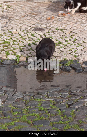 Feral cat drinks from a puddle of rain water Stock Photo