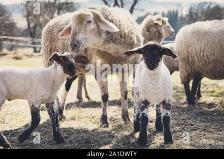 two lambs and sheeps on a animal farm, concept animal protection Stock Photo