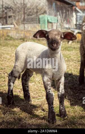 sweet lamb with black head standing on a countryside Stock Photo