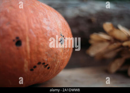 Small Hokkaido pumpkin with a sad face Stock Photo