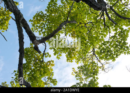 Looking up at the branches of a Maple Tree contrasted against a blue sky. Stock Photo