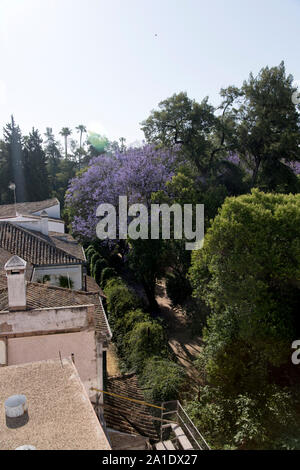 Seville, Andalusia, Spain - A Jacaranda peaks out from the gardens of the Real Alcázar. Stock Photo