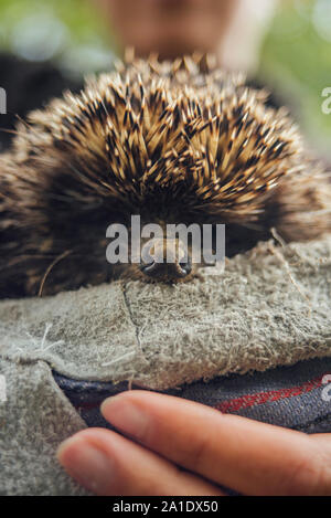 European forest hedgehog in gloved hands Stock Photo