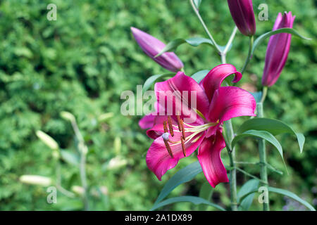 Mackinac Island, Michigan - Purple 'madonna lilies' (lilium candidum) in flower. Stock Photo