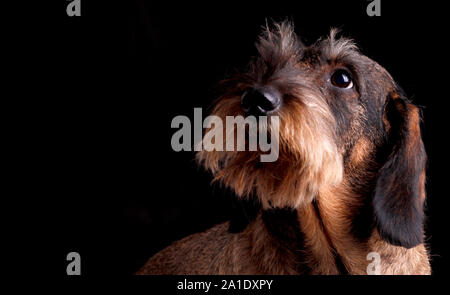 dachshund teckel on black background