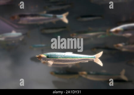 Herring, Clupeidae Stock Photo