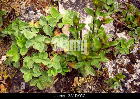 wild Peppermint and wood strawberry plant growing on a stony ground, topview Stock Photo