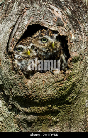 Owls in a tree trunk. Two Little Owls peering out of a hollow in a tree.  Little Owl is the name of the species and not the size of the owl. Portrait Stock Photo